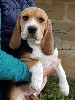  -  Chiot beagle femelle LOF disponible 