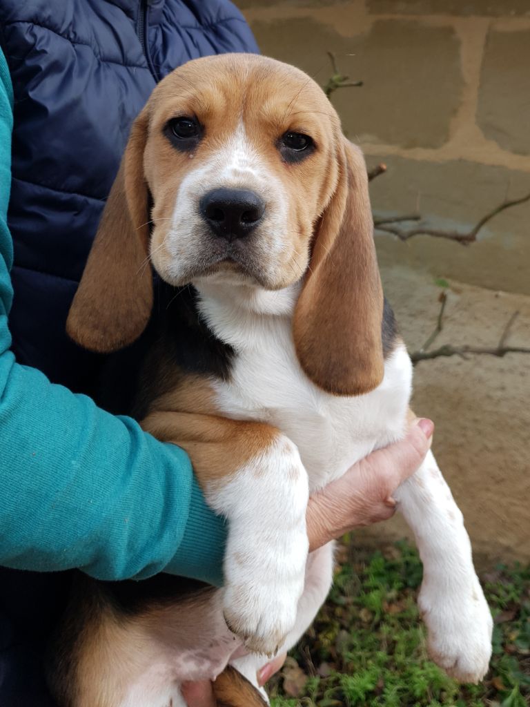 des bords de la Dourdenne -  Chiot beagle femelle LOF disponible 