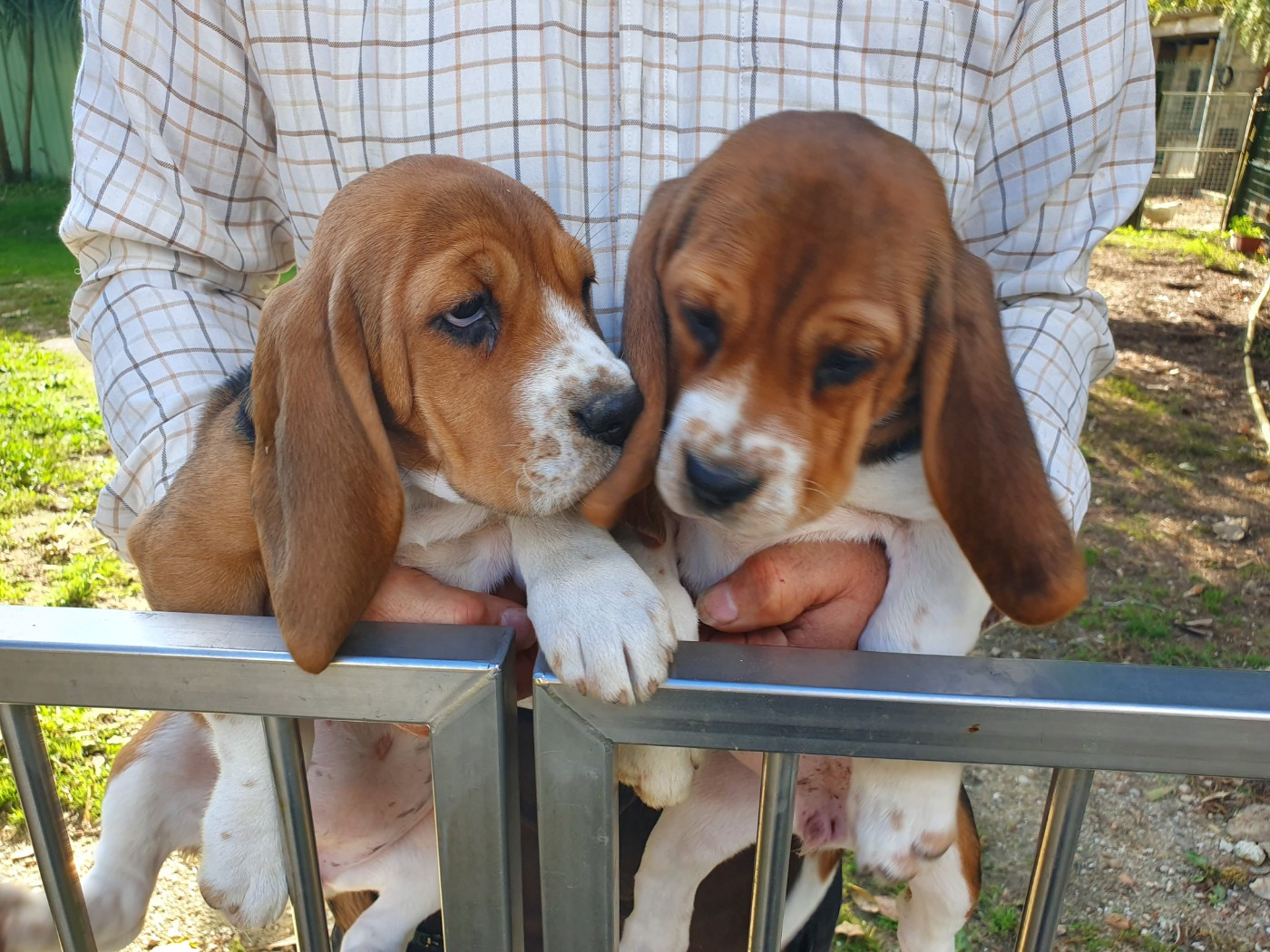 CHIOTS BEAGLES DISPONIBLES